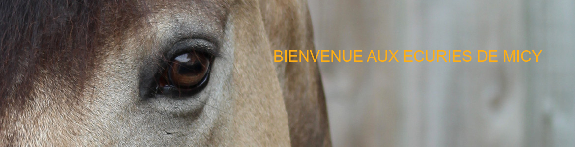 BIENVENUE AUX ECURIES DE MICY
